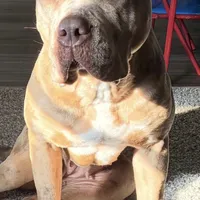 "JAY Z" MERLE LILAC, a male American Bully and American Pit Bull Terrier for sale in Newark, NJ – Photo 9 of 10