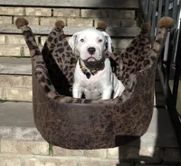 "MARILYN MONROE"  WHITE MERLE, a female American Bully and American Pit Bull Terrier for sale in Newark, NJ – 1 of 10