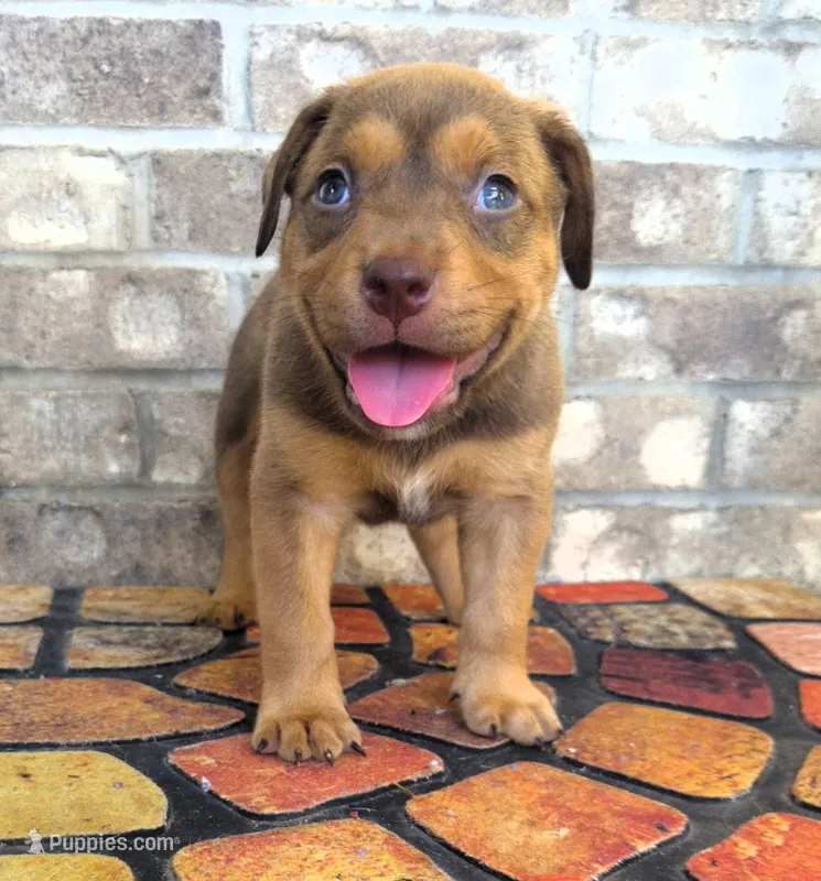 "SNOOP DOGG" LILAC TRI COLOR – American Bully puppy for sale in Newark, NJ