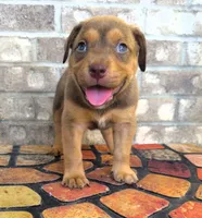 "SNOOP DOGG" LILAC TRI COLOR BLUE EYES, a male American Bully for sale in Newark, NJ – 1 of 8
