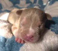 "BRAD PITT"  UKC REGISTERED, a male American Bully for sale in Newark, NJ – 2 of 10