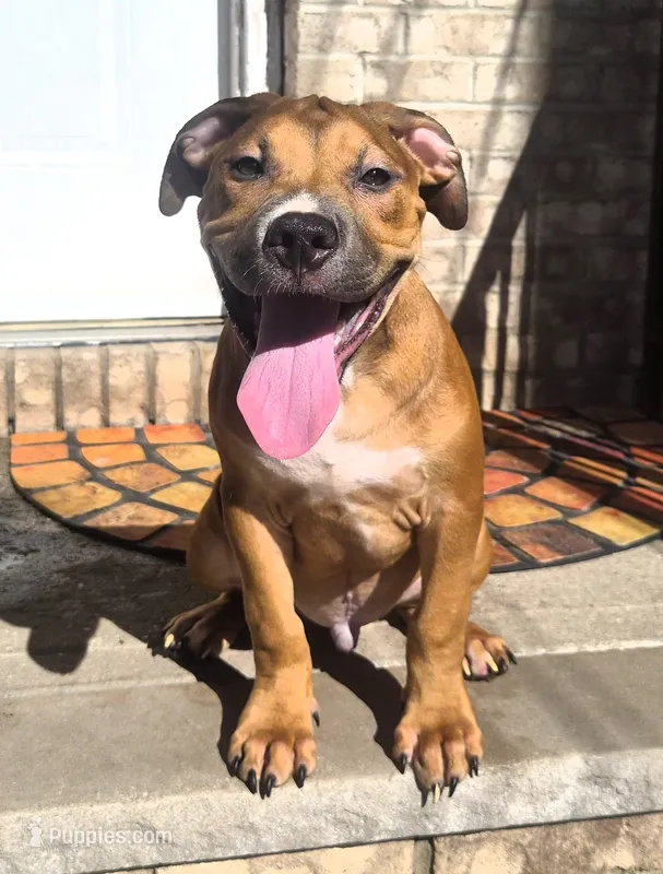 "BRAD PITT" LILAC TRI COLOR – American Bully, American Pit Bull Terrier puppy for sale in Newark, NJ