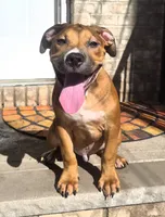 "BRAD PITT" LILAC TRI COLOR, a male American Bully and American Pit Bull Terrier for sale in Newark, NJ – 1 of 8