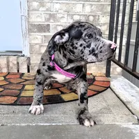 "LAURYN HILL" BLUE MERLE TRI, a female American Bully for sale in Newark, NJ – 6 of 10
