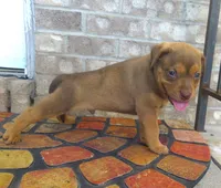 "SNOOP DOGG" LILAC TRI COLOR BLUE EYES, a male American Bully for sale in Newark, NJ – 3 of 8
