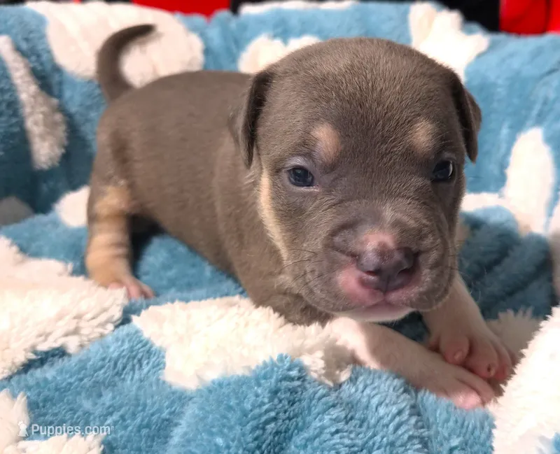 "MICHAEL JACKSON" BLUE NOSE TRI COLOR – American Bully, American Pit Bull Terrier puppy for sale in Newark, NJ