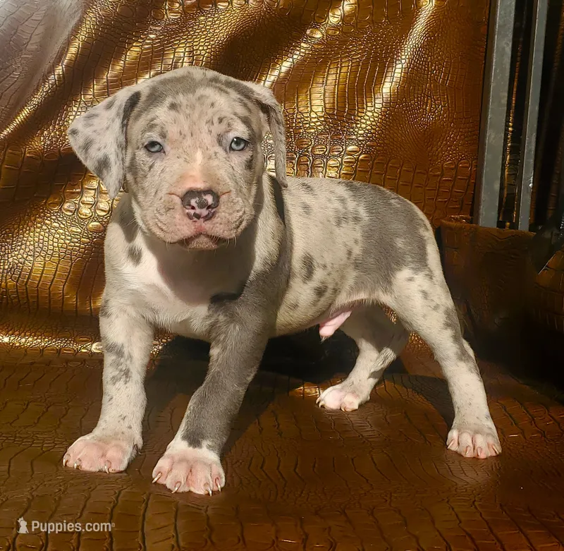 "THA ROCK" MERLE – American Bully puppy for sale in Newark, NJ