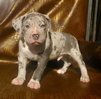 "THA ROCK" MERLE, a male American Bully for sale in Newark, NJ – 1 of 8