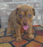 "SNOOP DOGG" LILAC TRI COLOR BLUE EYES, a male American Bully for sale in Newark, NJ – 4 of 8