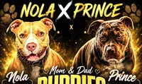 "LUDARIS" LILAC QUAD MERLE, a male American Bully and American Pit Bull Terrier for sale in Newark, NJ – 6 of 6