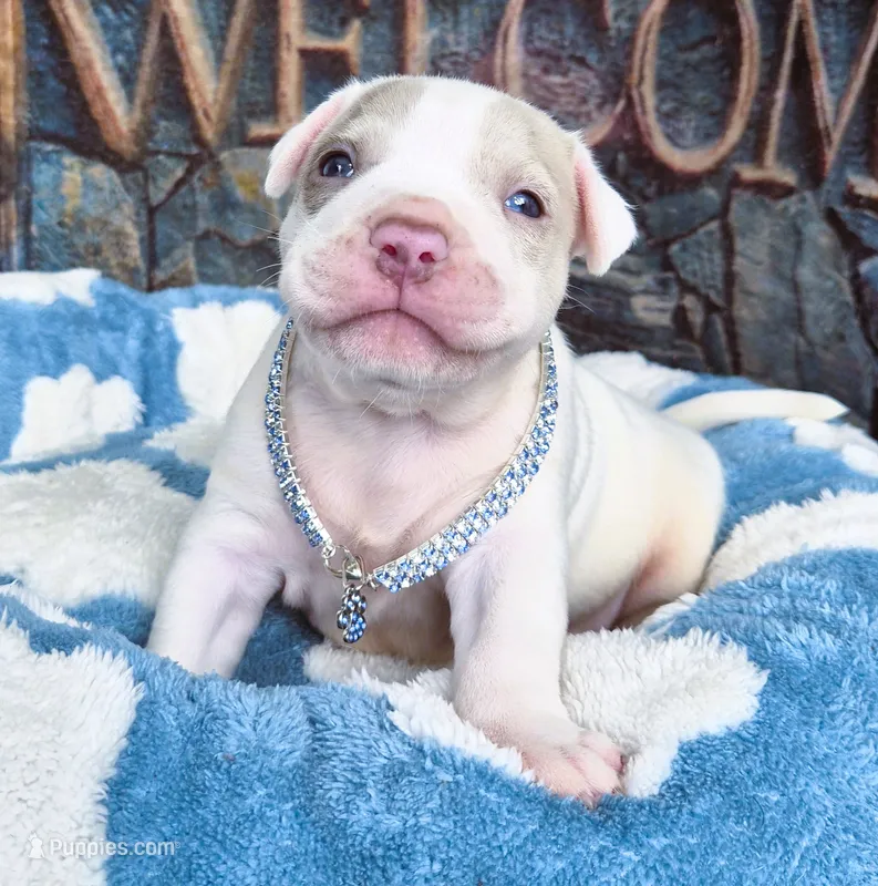 "BRAD PITT"   – American Bully, American Pit Bull Terrier puppy for sale in Newark, NJ