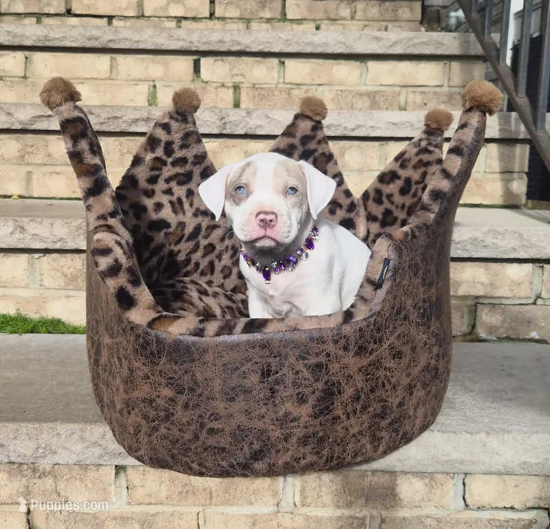 "DOLLY PARTON" WHITE MERLE BLUE EYES – American Bully puppy for sale in Newark, NJ