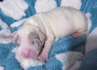 "BRAD PITT"  , a female American Bully and American Pit Bull Terrier for sale in Newark, NJ – 5 of 7