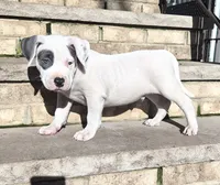 "THA ROCK" WHITE MERLE, a male American Bully for sale in Newark, NJ – 4 of 9