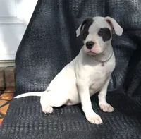 "SOFIA VERGARA", a male American Bully for sale in Newark, NJ – 8 of 10