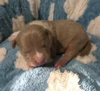 "BRAD PITT"  UKC REGISTERED, a male American Bully for sale in Newark, NJ – 6 of 10