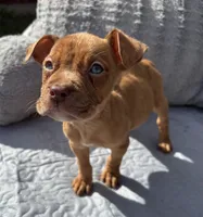 "LUDARIS" LILAC QUAD MERLE, a male American Bully and American Pit Bull Terrier for sale in Newark, NJ – 3 of 7