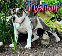 "BRAD PITT"  , a female American Bully and American Pit Bull Terrier for sale in Newark, NJ – 6 of 7
