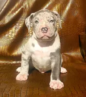 "THA ROCK" MERLE, a male American Bully for sale in Newark, NJ – 2 of 8
