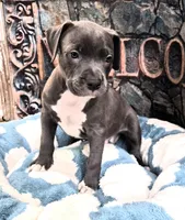 "DMX" (LAST 1) BLUE NOSE / BLUE EYES, a male American Bully and American Pit Bull Terrier for sale in Newark, NJ – 2 of 9