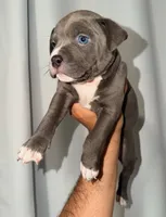 "AALIYAH", a female American Bully and American Pit Bull Terrier for sale in Newark, NJ – 3 of 10