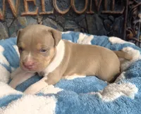 "AL B SURE" UKC REGISTERED, a male American Bully for sale in Newark, NJ – 4 of 10