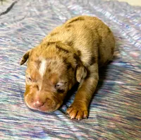 "LUDARIS" LILAC QUAD MERLE, a male American Bully and American Pit Bull Terrier for sale in Newark, NJ – 4 of 6