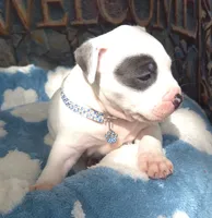 "THA ROCK" WHITE MERLE, a male American Bully for sale in Newark, NJ – 3 of 10