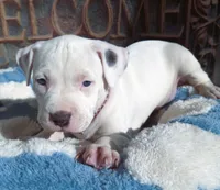 "MAROLYN MONROE"  WHITE MERLE, a female American Bully and American Pit Bull Terrier for sale in Newark, NJ – 5 of 10