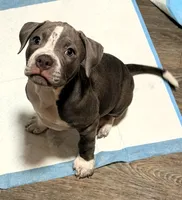 "AALIYAH", a female American Bully and American Pit Bull Terrier for sale in Newark, NJ – 3 of 5