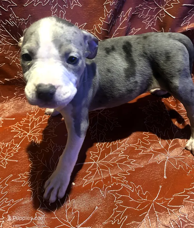 "SZA" MERLE BLUE NOSE – American Bully puppy for sale in Newark, NJ