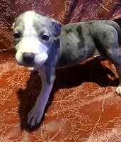 "SZA" MERLE BLUE NOSE, a female American Bully for sale in Newark, NJ – 1 of 6