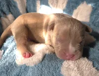 "BRAD PITT"  UKC REGISTERED, a male American Bully for sale in Newark, NJ – 3 of 10