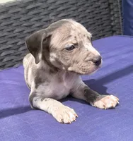 "JAY Z" BLUE MERLE, a male American Bully for sale in Newark, NJ – 3 of 9