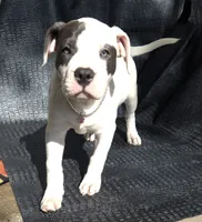 "SOFIA VERGARA", a male American Bully for sale in Newark, NJ – 1 of 10
