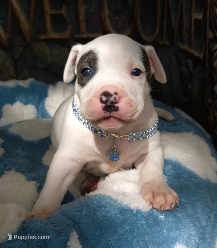 "THA ROCK" WHITE MERLE – American Bully puppy for sale in Newark, NJ