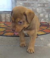 "SNOOP DOGG" LILAC TRI COLOR BLUE EYES, a male American Bully for sale in Newark, NJ – 8 of 8