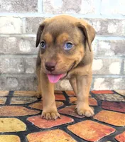 "SNOOP DOGG" LILAC TRI COLOR BLUE EYES, a male American Bully for sale in Newark, NJ – 2 of 8