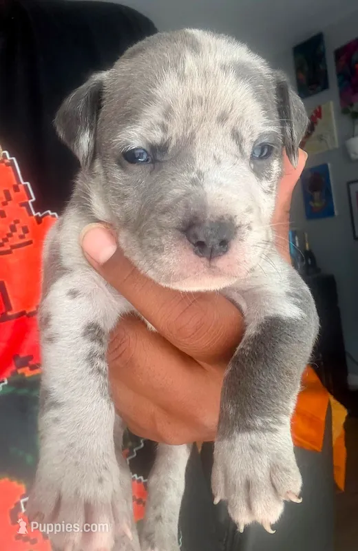 "50 CENT" BLUE MERLE – American Bully puppy for sale in Newark, NJ