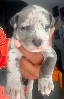"50 CENT" BLUE MERLE, a male American Bully for sale in Newark, NJ – 1 of 7