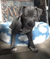 "DMX" (LAST 1) BLUE NOSE / BLUE EYES, a male American Bully and American Pit Bull Terrier for sale in Newark, NJ – 5 of 10