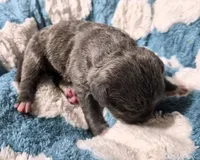 "BIGGIE SMALLZ" BLUE NOSE, a male American Bully and American Pit Bull Terrier for sale in Newark, NJ – 5 of 9