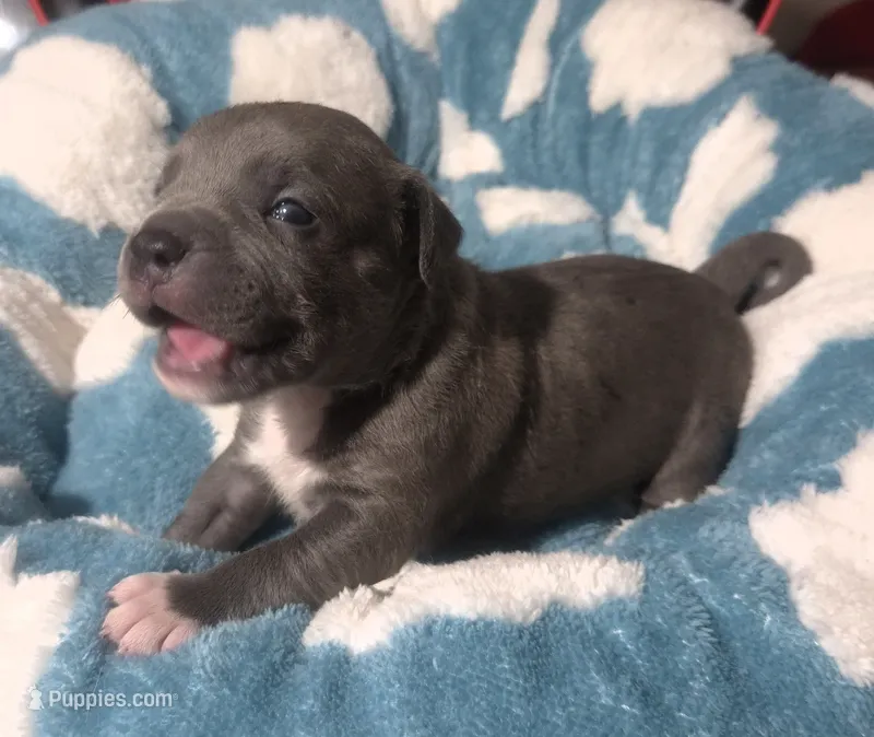 "BIGGIE SMALLZ" BLUE NOSE – American Bully, American Pit Bull Terrier puppy for sale in Newark, NJ