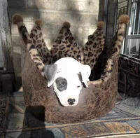 "THA ROCK" WHITE MERLE, a male American Bully for sale in Newark, NJ – 7 of 9