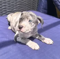 "JAY Z" BLUE MERLE, a male American Bully for sale in Newark, NJ – 6 of 9