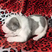 "MEG THA STALLION"  BLUE NOSE, a female American Bully and American Pit Bull Terrier for sale in Newark, NJ – Photo 7 of 10