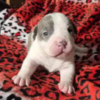 "MEG THA STALLION"  BLUE NOSE, a female American Bully and American Pit Bull Terrier for sale in Newark, NJ – Photo 6 of 10