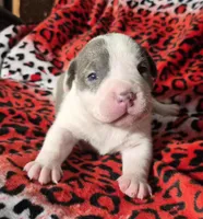 "MEG THA STALLION"  BLUE NOSE, a female American Bully and American Pit Bull Terrier for sale in New York, NY – Photo 6 of 10