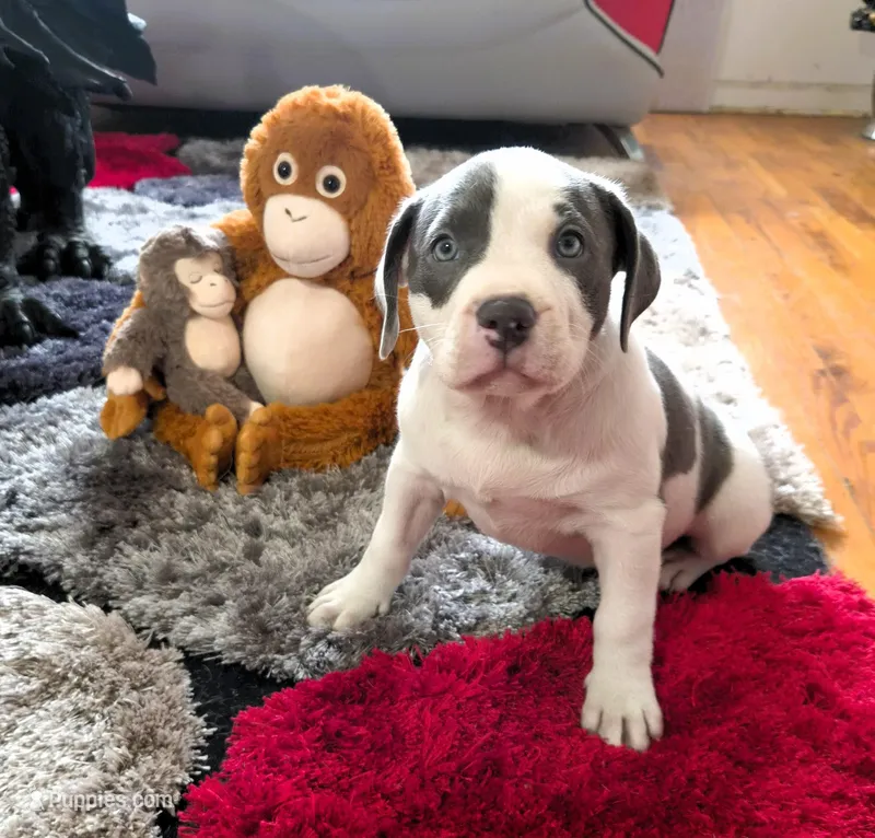 "MEG THA STALLION"  BLUE NOSE – American Bully, American Pit Bull Terrier puppy for sale in Newark, NJ