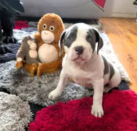 "MEG THA STALLION"  BLUE NOSE, a female American Bully and American Pit Bull Terrier for sale in Newark, NJ – Photo 1 of 10